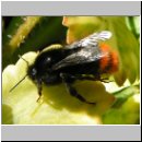 Bombus lapidarius - Steinhummel 05.jpg